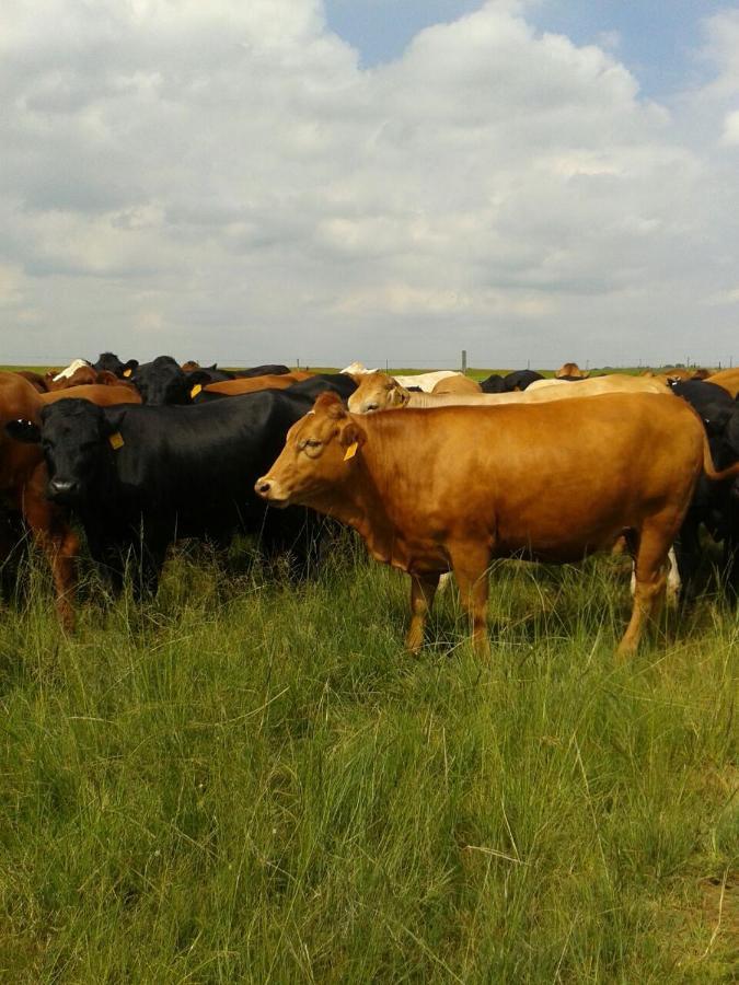 Dewdrop Farm Stay Ermelo Bagian luar foto