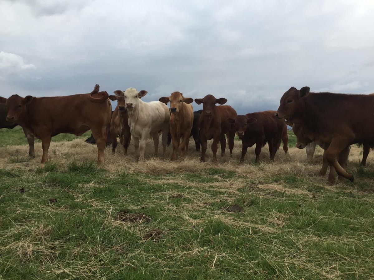 Dewdrop Farm Stay Ermelo Bagian luar foto