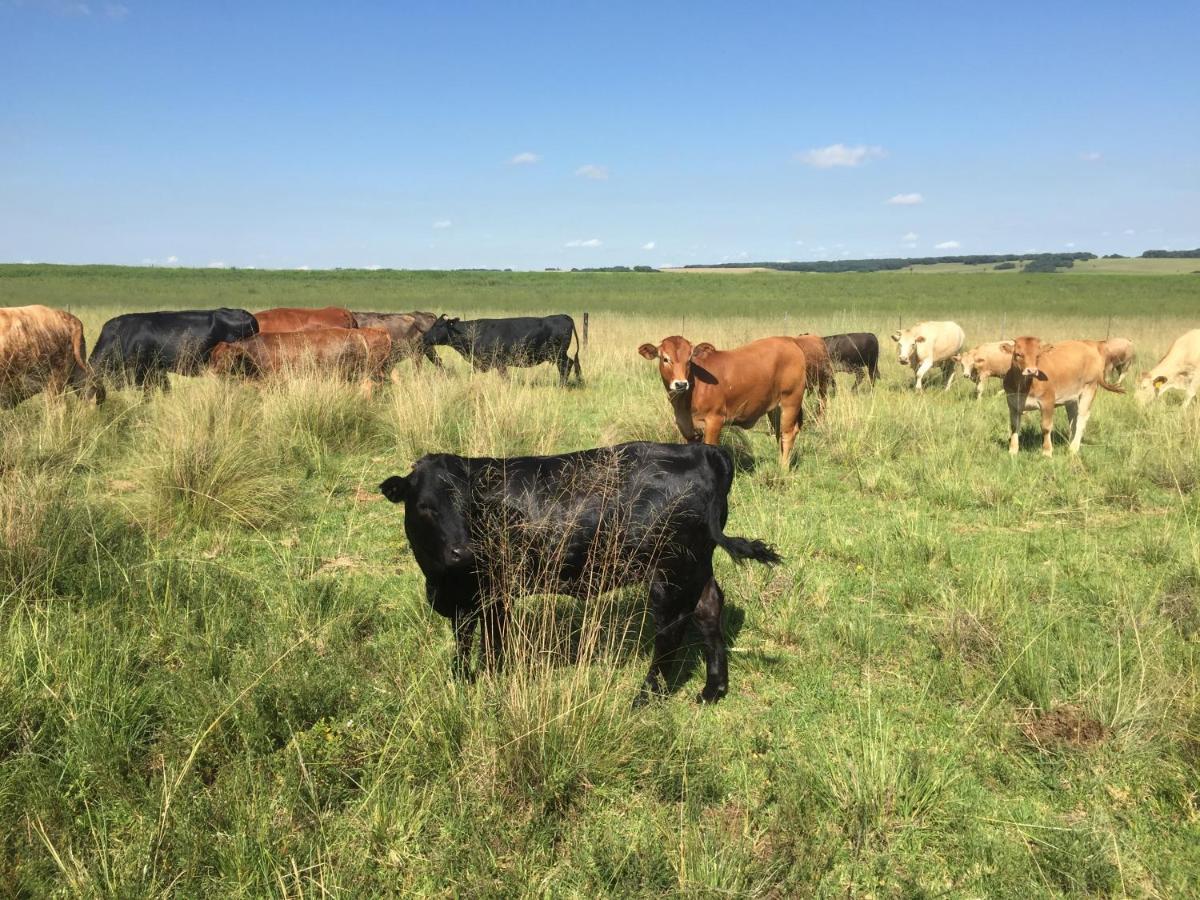 Dewdrop Farm Stay Ermelo Bagian luar foto
